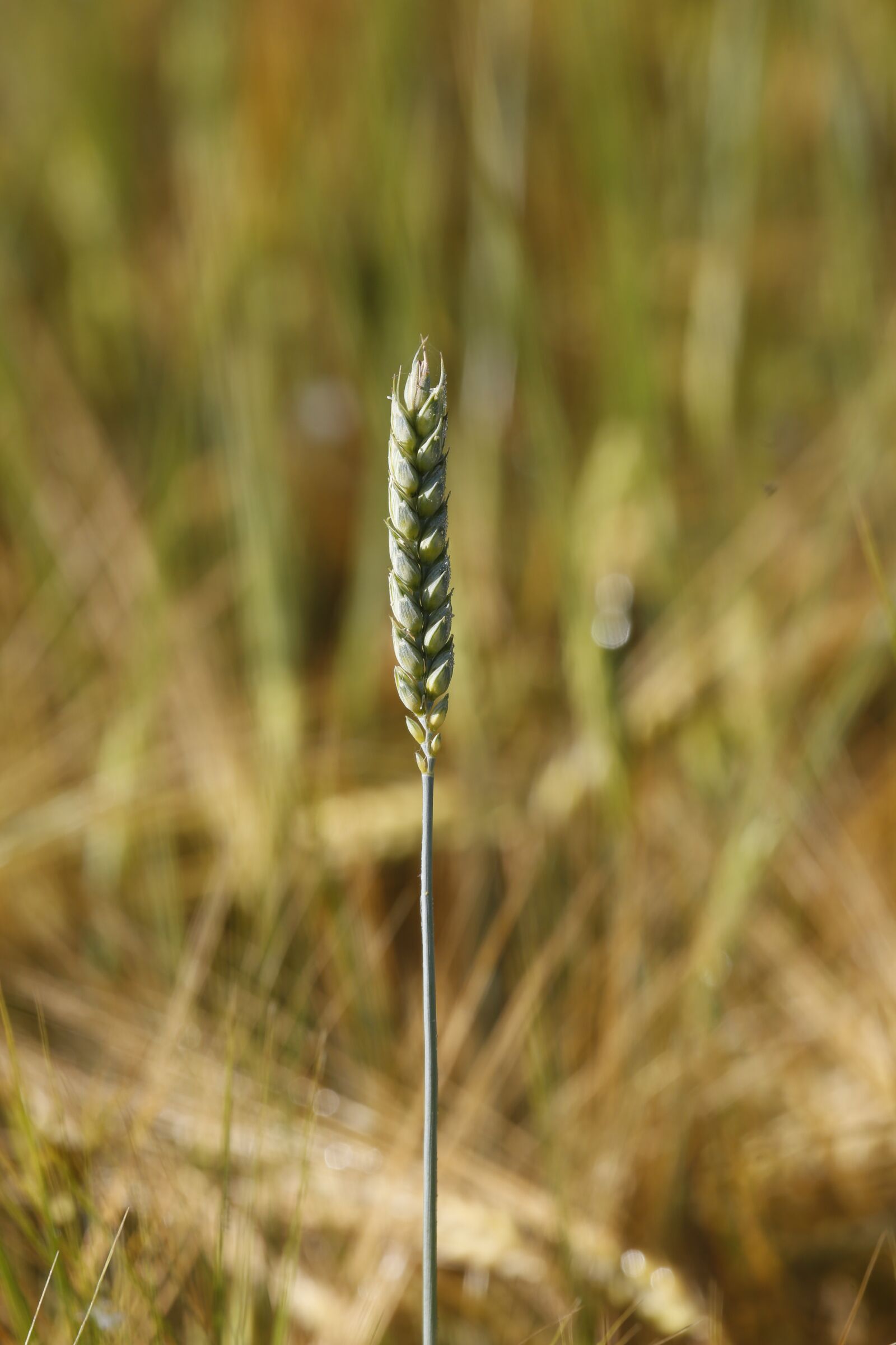 Canon EOS 5D Mark III + Canon EF 100-400mm F4.5-5.6L IS USM sample photo. Field, grain, wheat photography