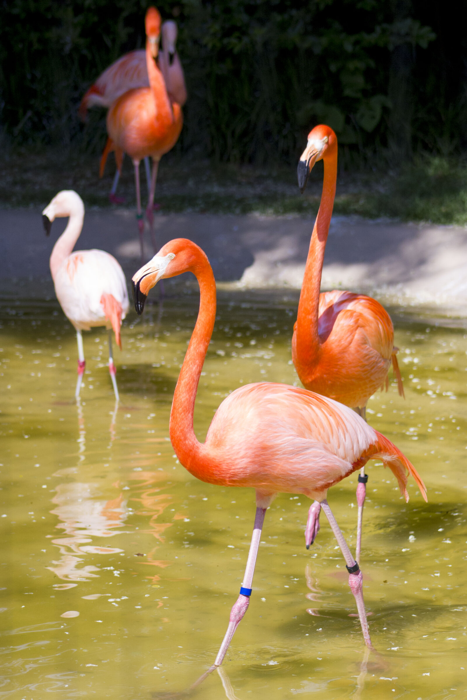 Canon EOS 550D (EOS Rebel T2i / EOS Kiss X4) + Canon EF 75-300mm f/4-5.6 sample photo. Animal, bird, flamingo, flamingos photography