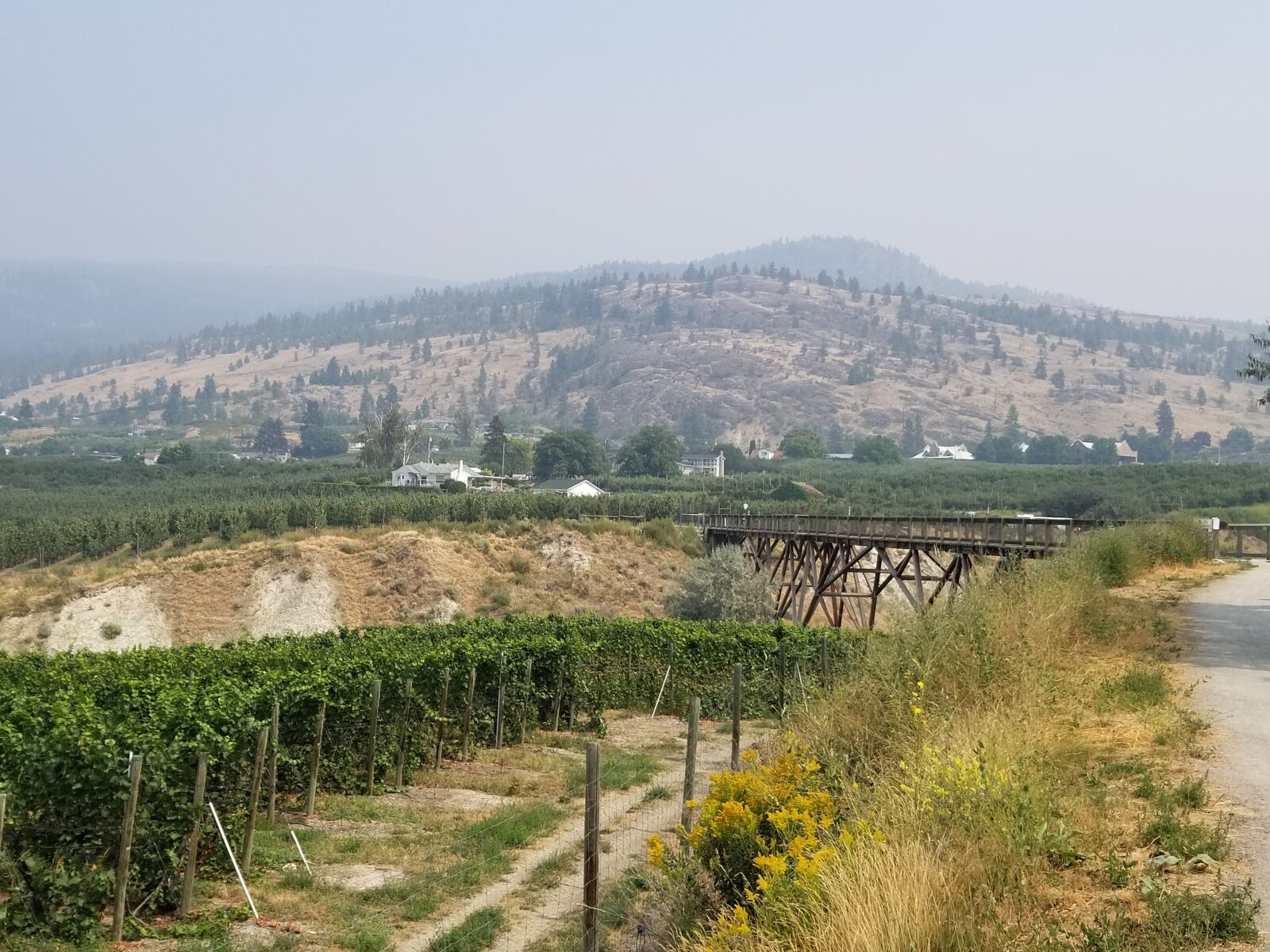 Samsung Galaxy S8+ sample photo. Penticton, canada, vineyard photography