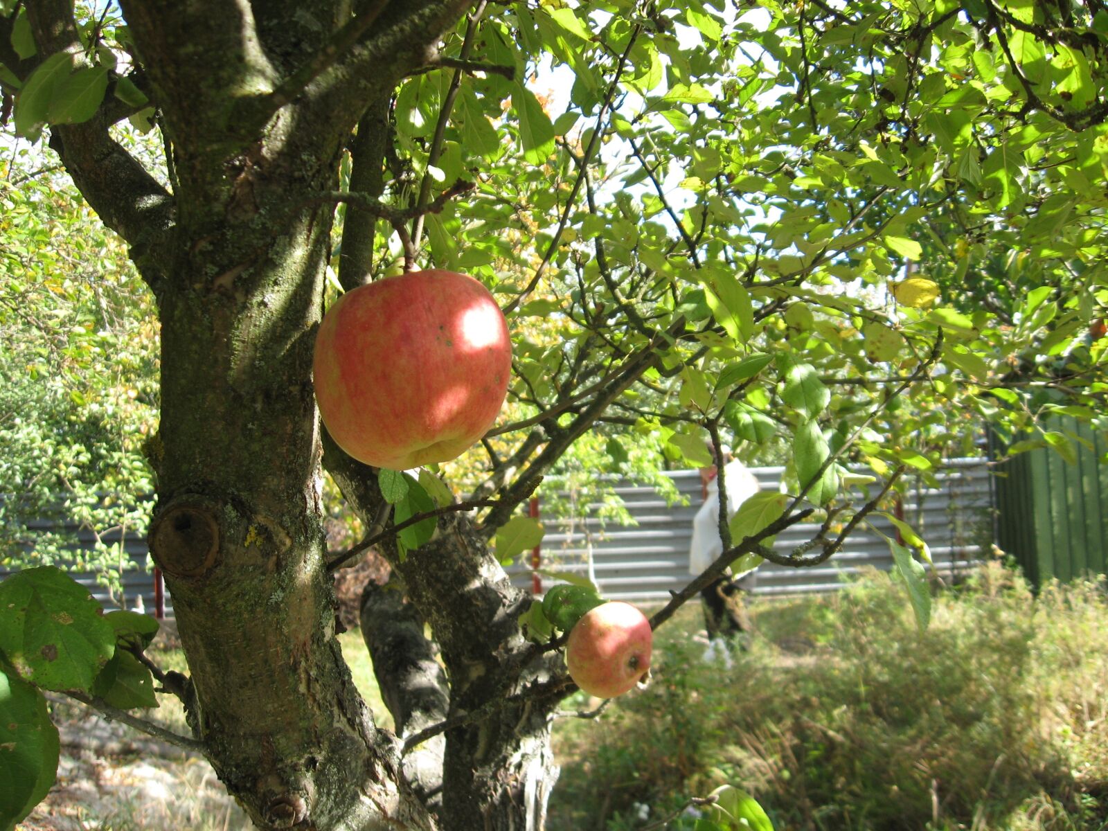 Canon POWERSHOT A560 sample photo. Apple tree, garden, dacha photography