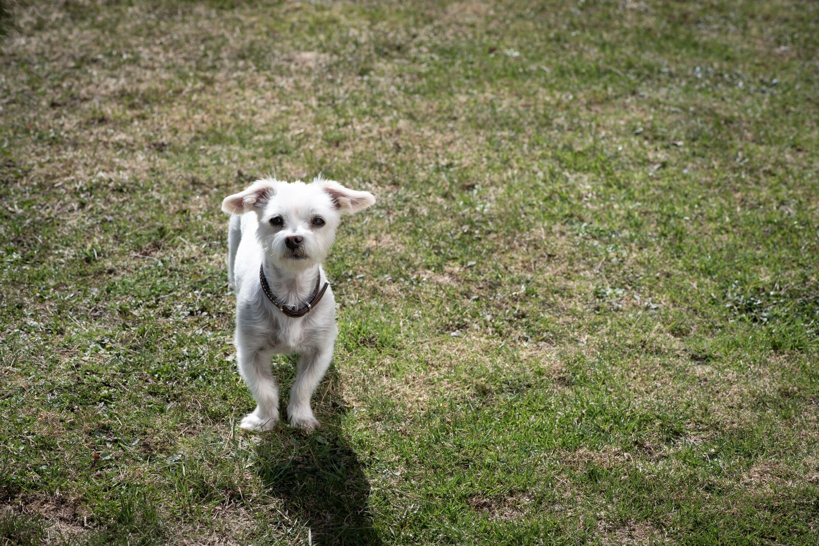 Nikon D750 sample photo. Dog, white, small photography