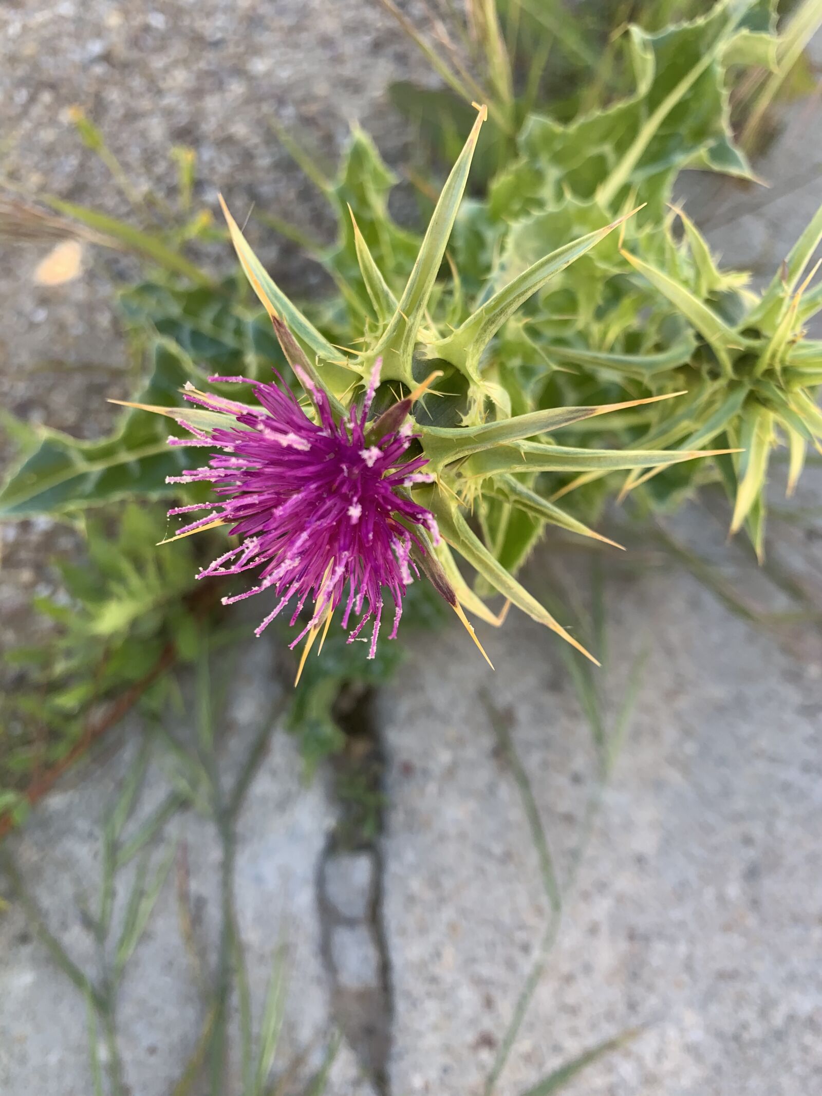 Apple iPhone XR sample photo. Thistle, flower of spring photography