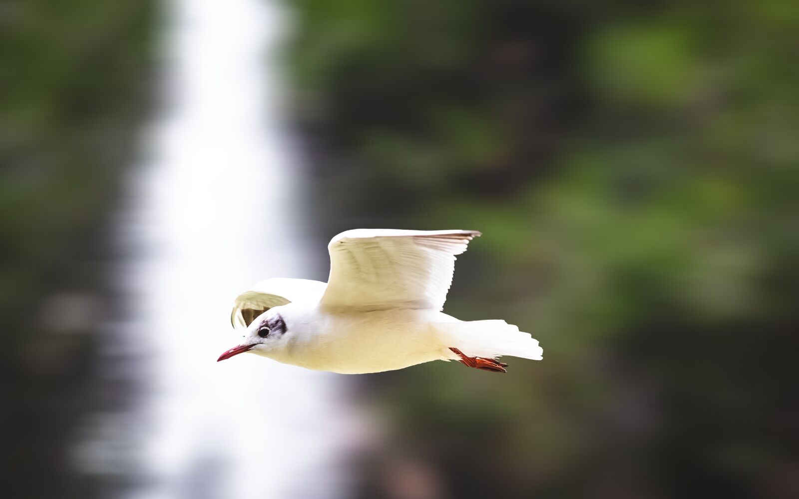 Tamron 70-210mm F4 Di VC USD sample photo. Seagull, bird, freedom photography