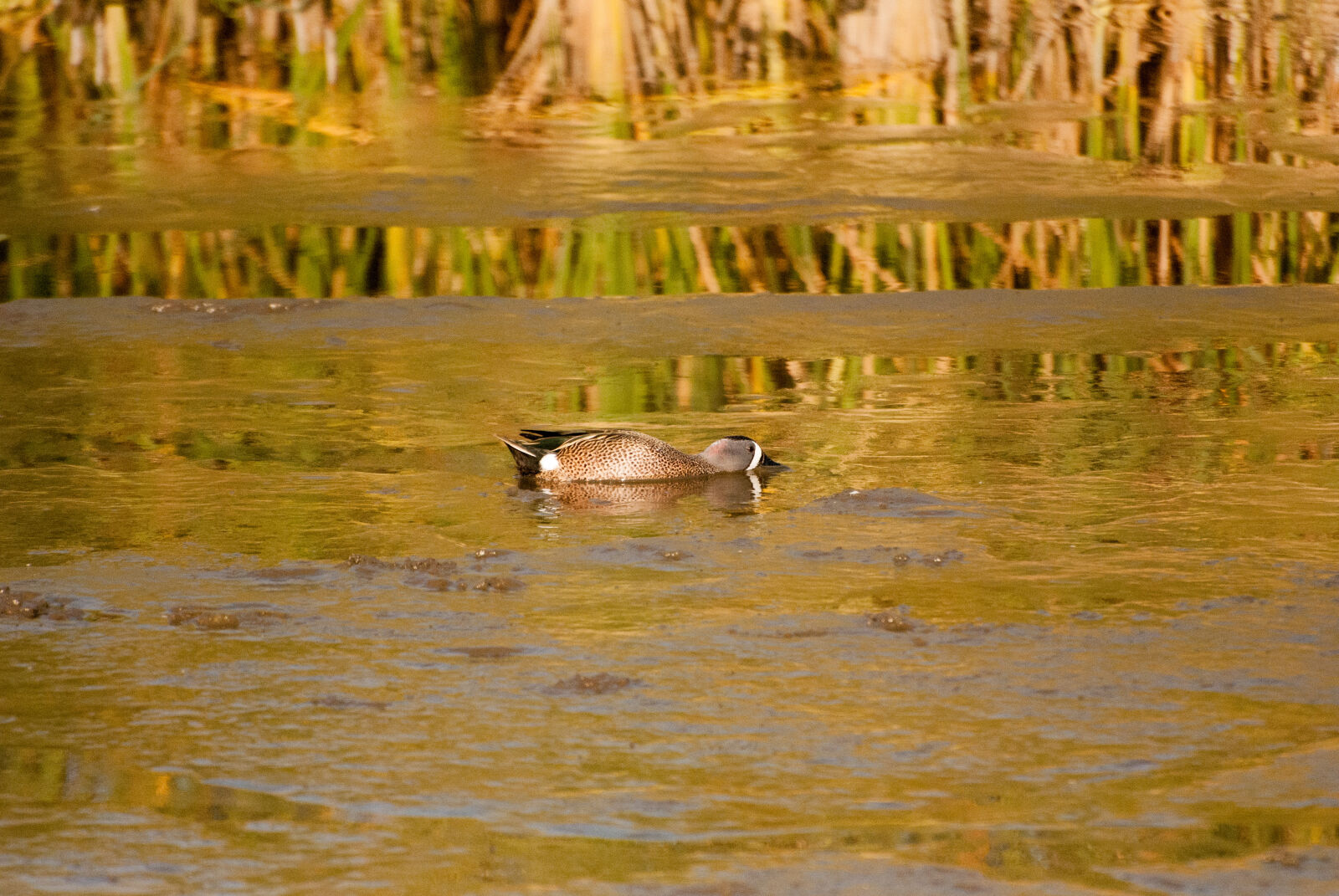 Nikon D3000 sample photo