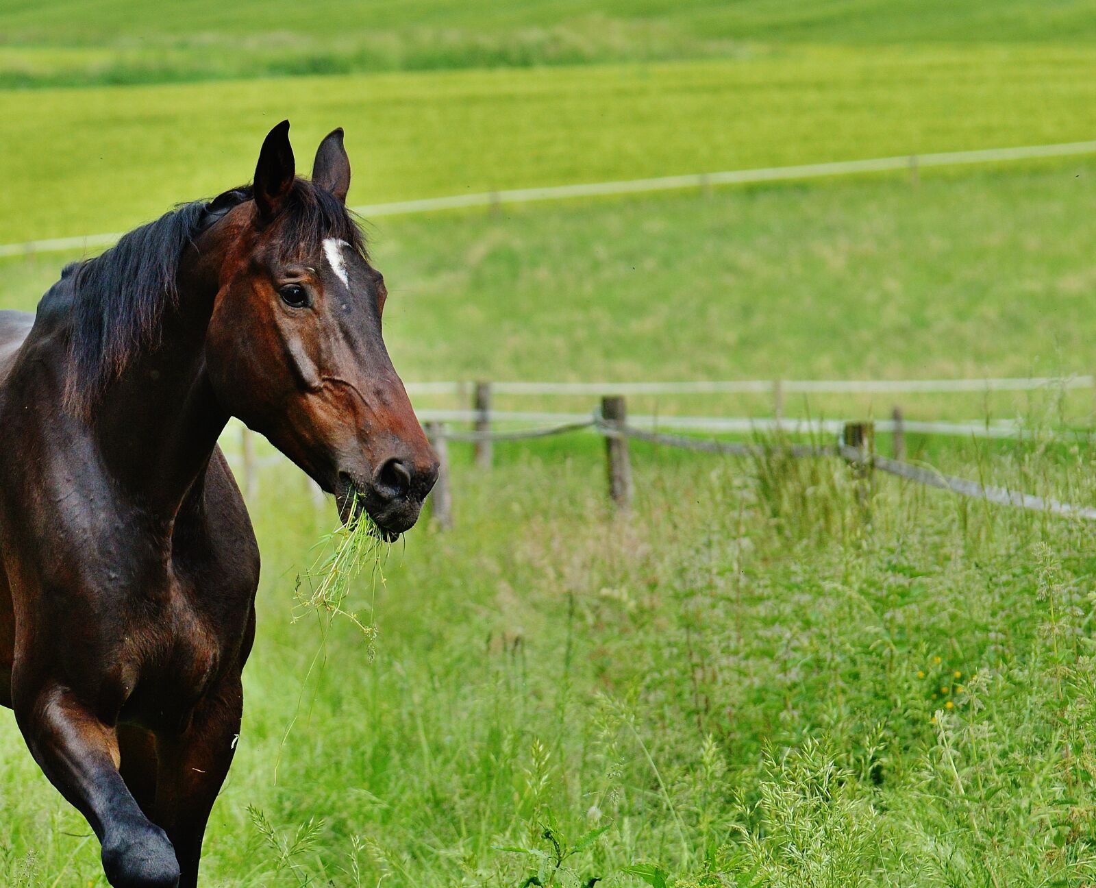 Nikon D3200 sample photo. Horse, coupling, stallion photography