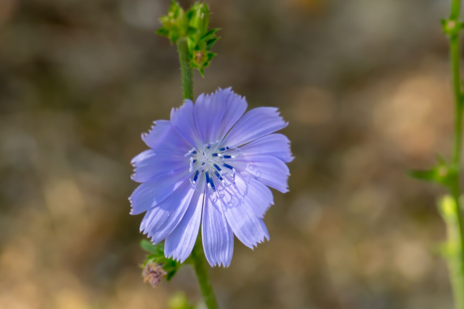 Nikon D3300 sample photo. Flower, nature, outdoor photography