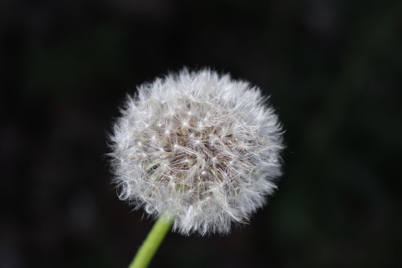 Canon EOS 200D (EOS Rebel SL2 / EOS Kiss X9) sample photo. Dandelion, nature, flower photography
