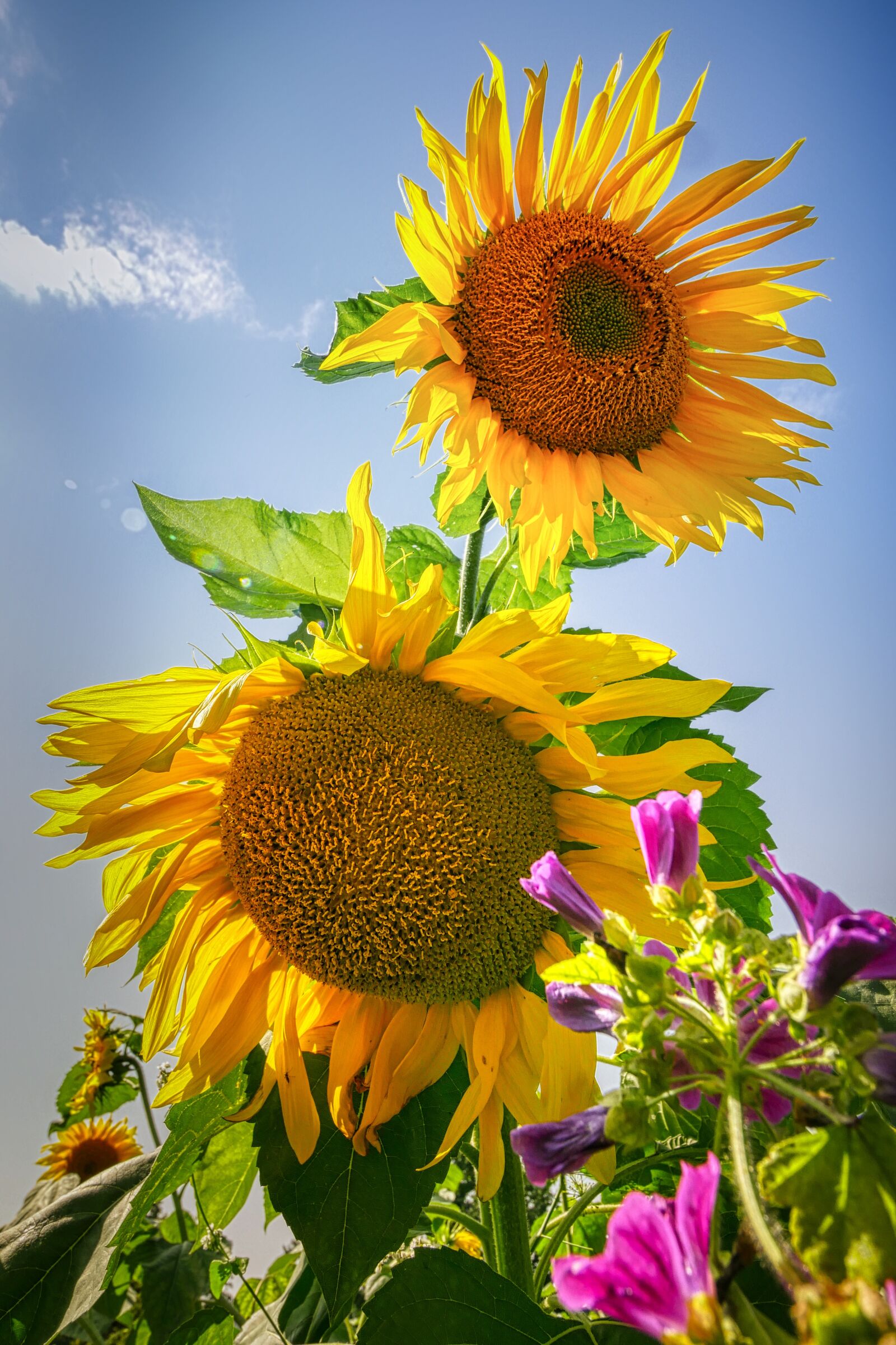 Panasonic Lumix DMC-GX8 sample photo. Sunflower, yellow, flower photography