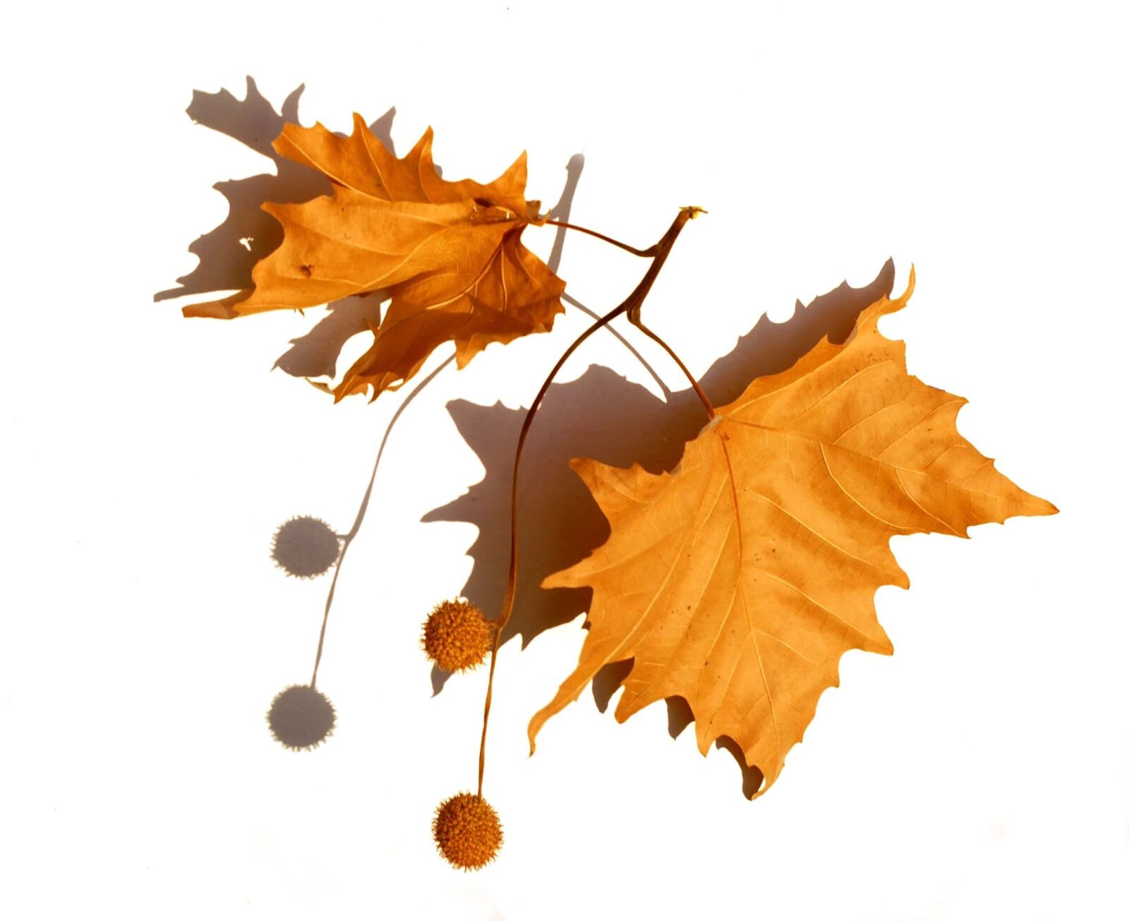 Nikon D200 sample photo. Nature, herbarium, dry leaves photography