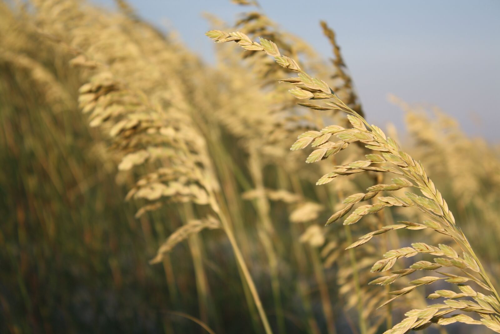 Canon EOS 1000D (EOS Digital Rebel XS / EOS Kiss F) sample photo. Sea oats, ocean, nature photography