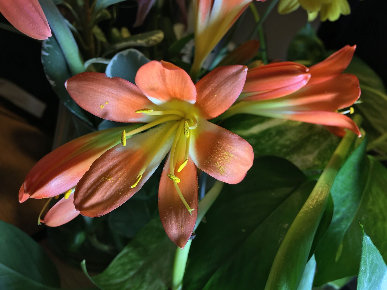 iPhone 6s Plus back camera 4.15mm f/2.2 sample photo. Orange flower, petals orange photography