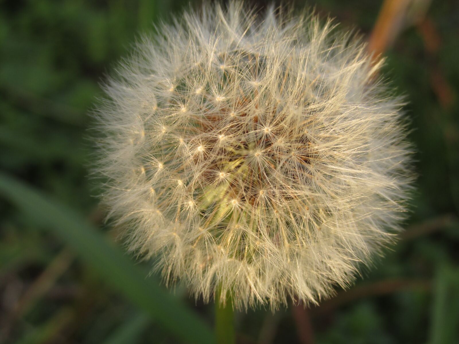 Canon PowerShot SX160 IS sample photo. Dandelion, spring, flower photography