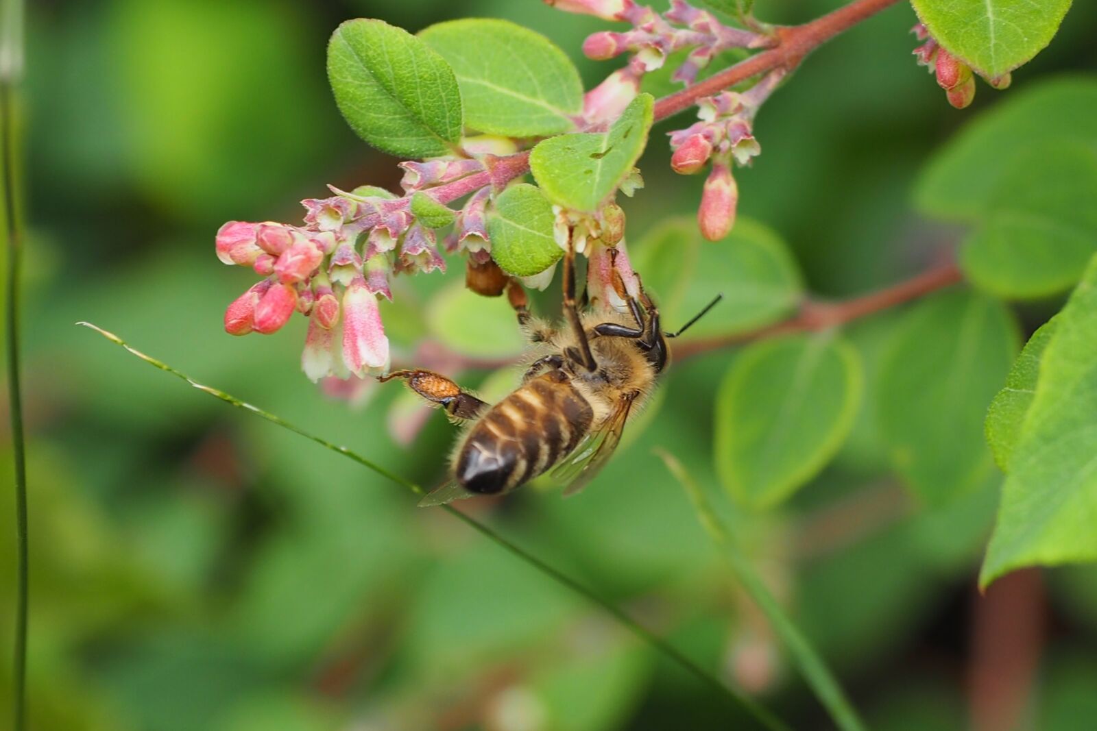 Olympus OM-D E-M5 II + Olympus M.Zuiko Digital ED 12-40mm F2.8 Pro sample photo. Bee, macro, nature photography