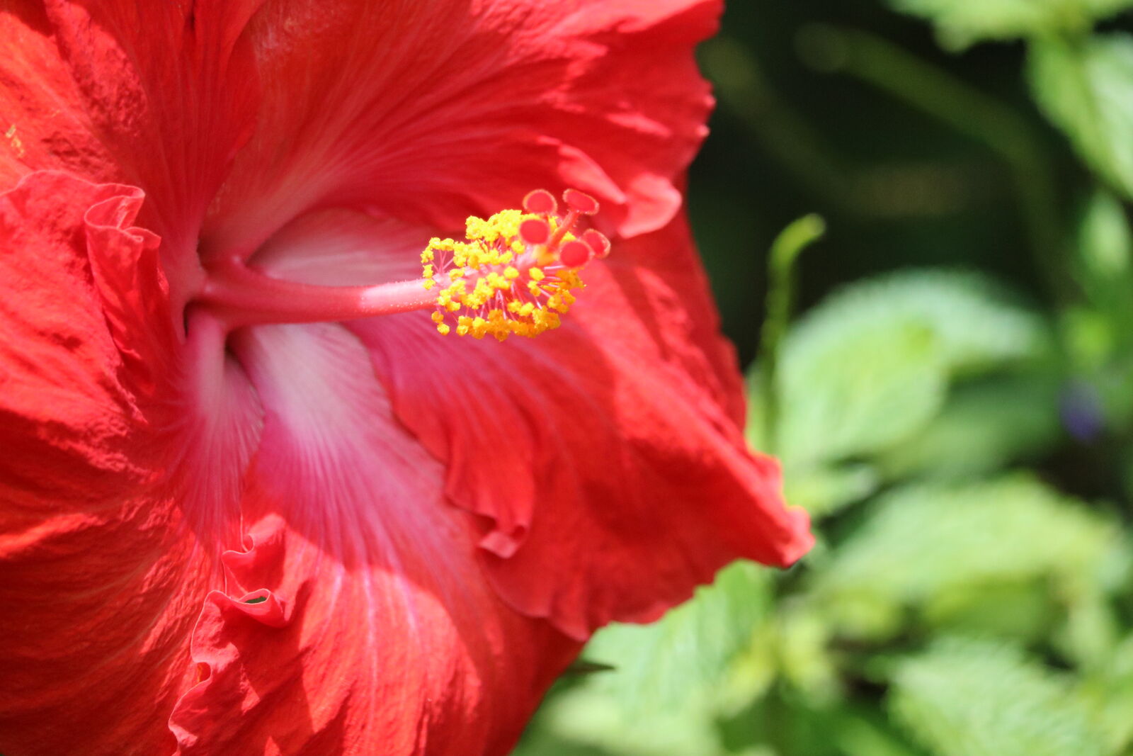 Canon EF-S 55-250mm F4-5.6 IS STM sample photo. Red, hibiscus, selective, photography photography