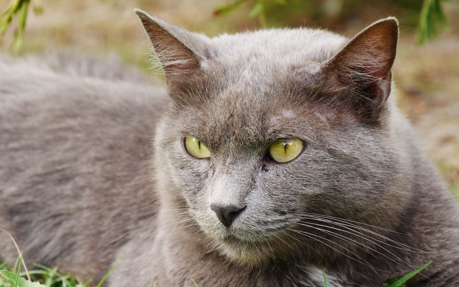 Panasonic Lumix DMC-GX7 sample photo. Animals, cat, grey photography