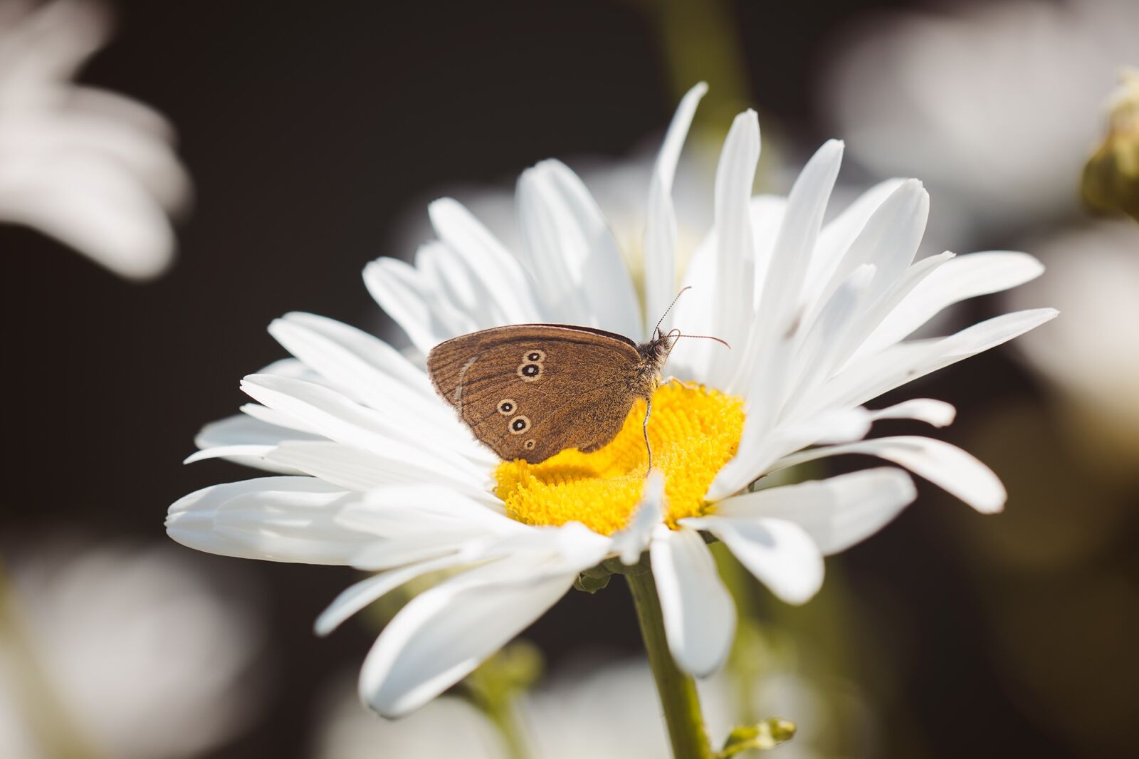 Nikon D7100 sample photo. Butterfly, chimney sweep, aphantopus photography