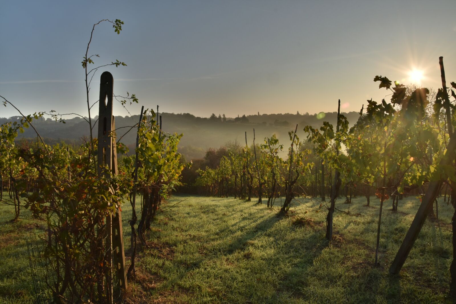 Nikon D5500 sample photo. Wine, italy, tuscany photography