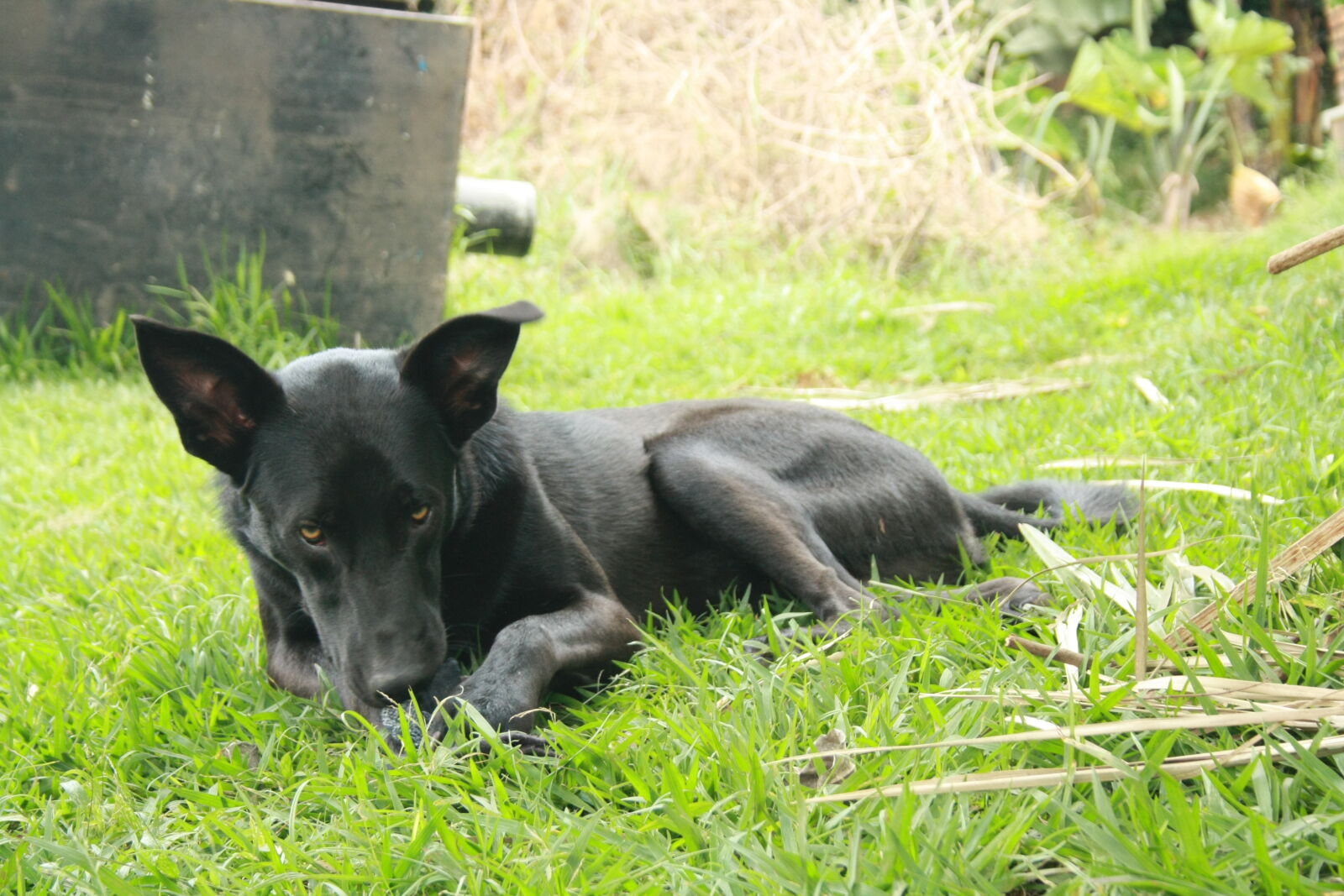Canon EOS 1000D (EOS Digital Rebel XS / EOS Kiss F) sample photo. Black, dog, dog, grass photography