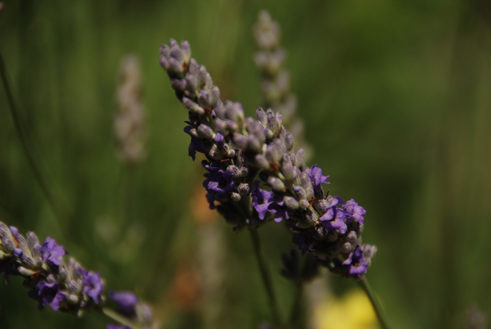 Nikon D80 sample photo. Lavender, flower, plant photography