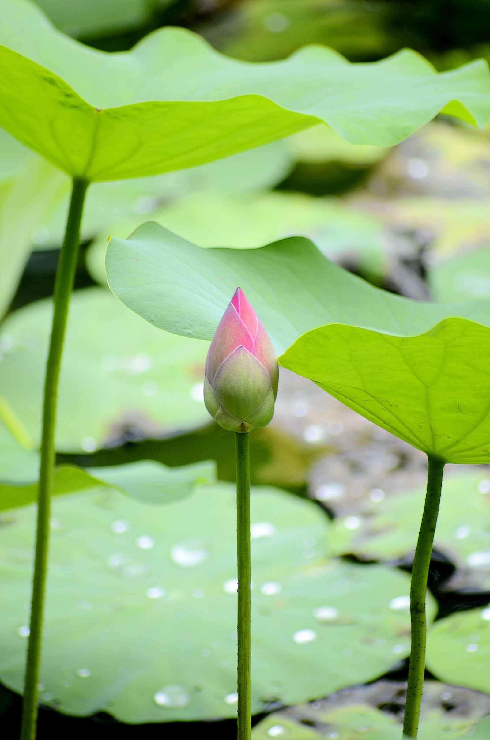 Nikon D7000 sample photo. Lotus flowers, pink, green photography