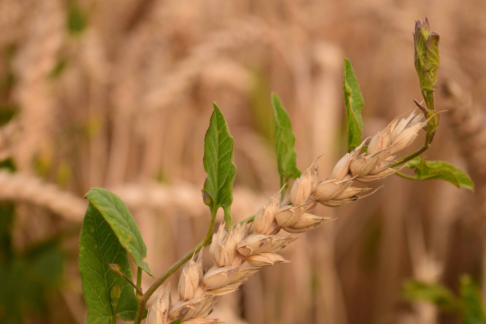 Nikon D3300 sample photo. Nature, leaf, cereal, field photography