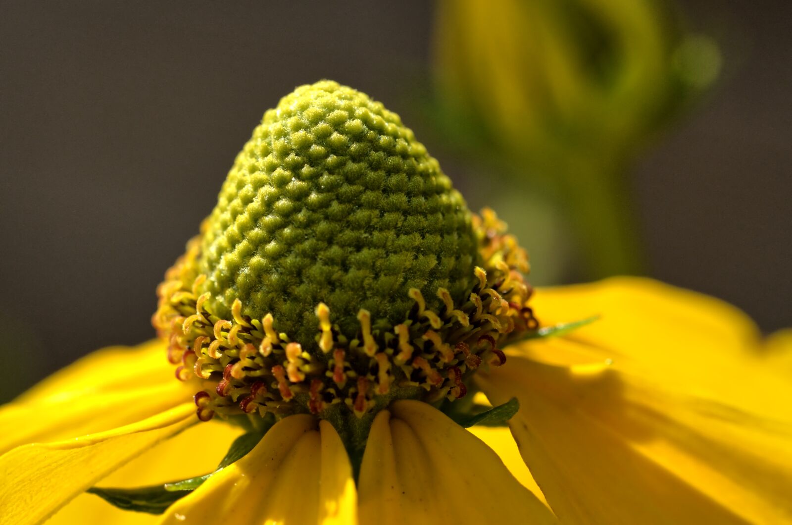 Nikon D5100 sample photo. Blossom, bloom, flower photography