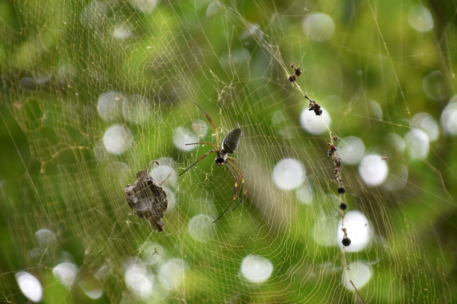 Nikon D5500 sample photo. Spider, web, jungle photography