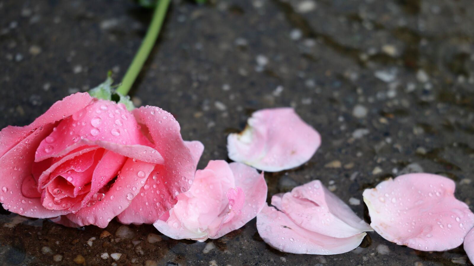 Canon EF 70-300 F4-5.6 IS II USM sample photo. Pink rose papillon, petals photography