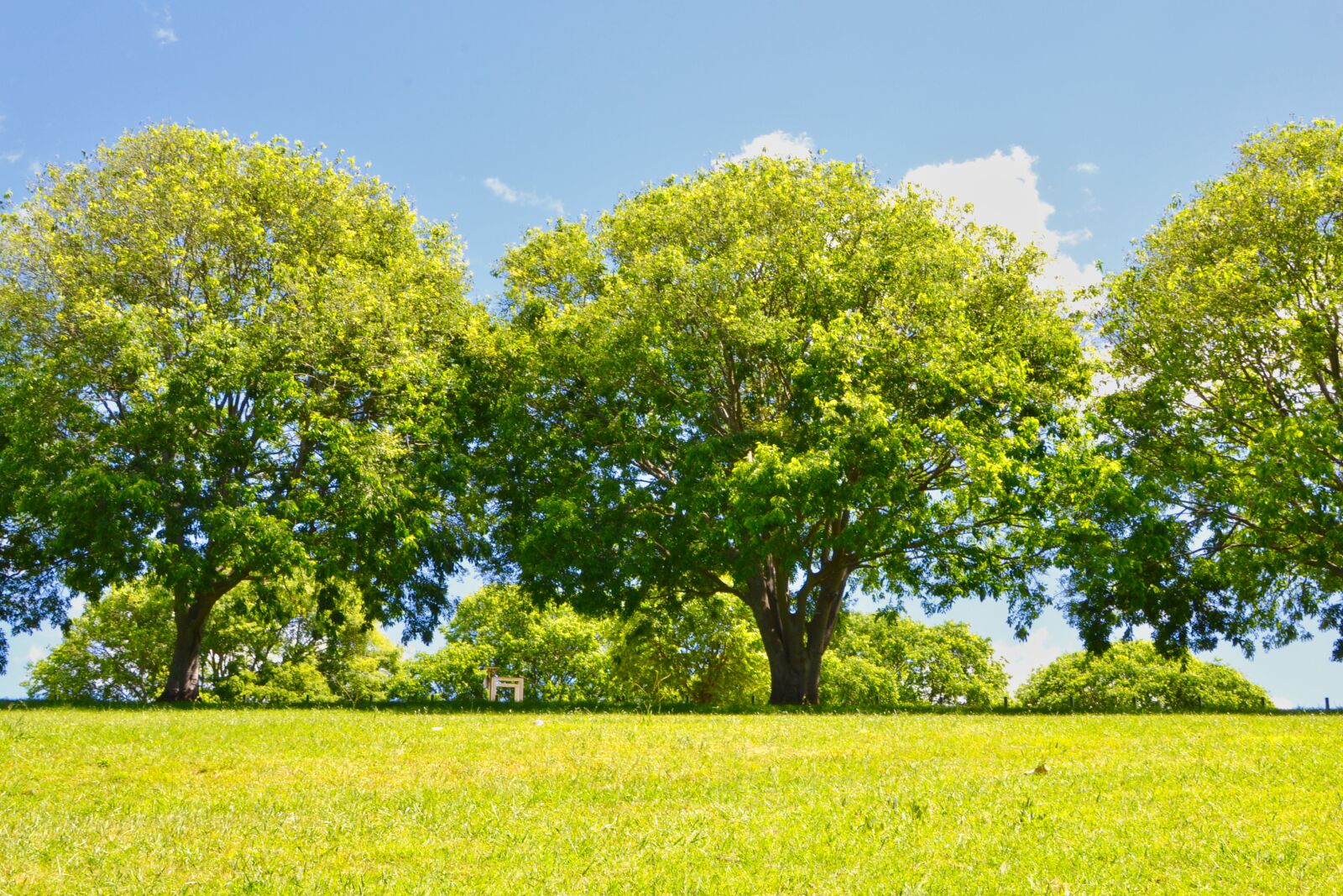 Nikon D3100 sample photo. Park, sunny, day, trees photography