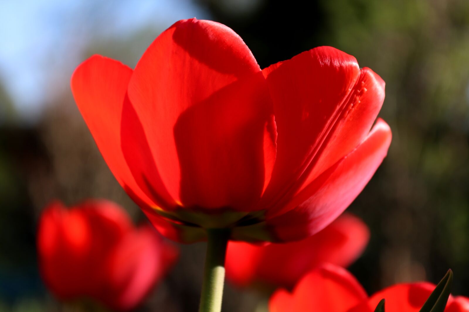 Canon EOS 200D (EOS Rebel SL2 / EOS Kiss X9) sample photo. Flower, nature, plant photography