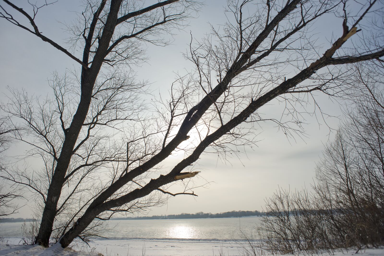 Sony Alpha DSLR-A850 sample photo. Tree, landscape, winter photography