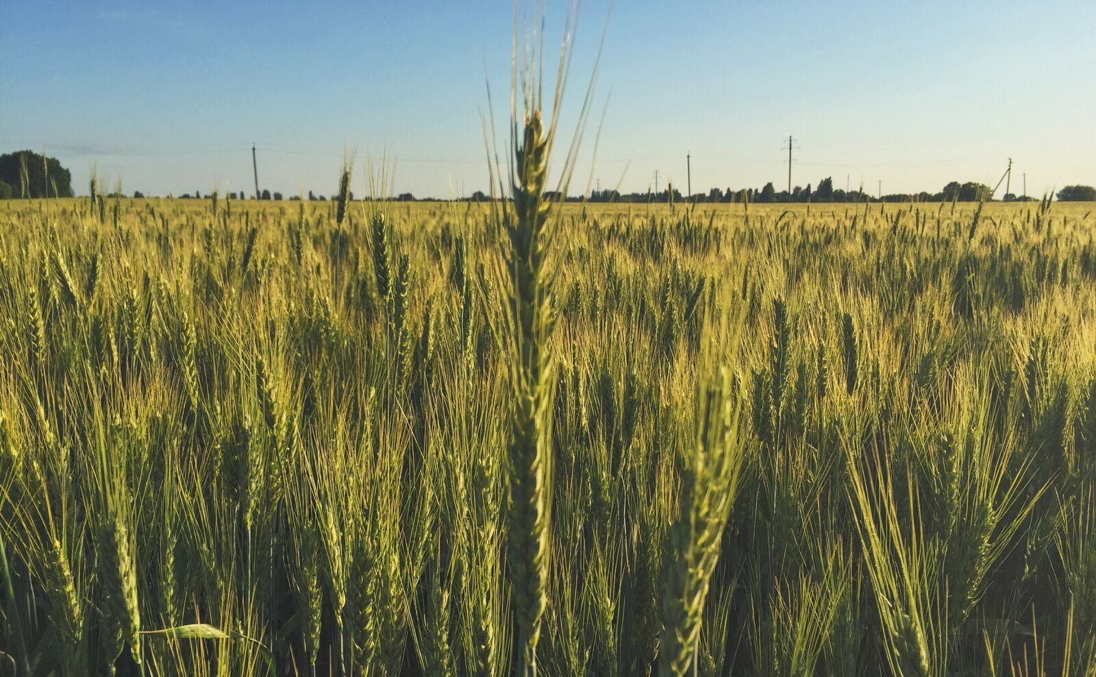 Apple iPhone 6 sample photo. Field, wheat, spring photography