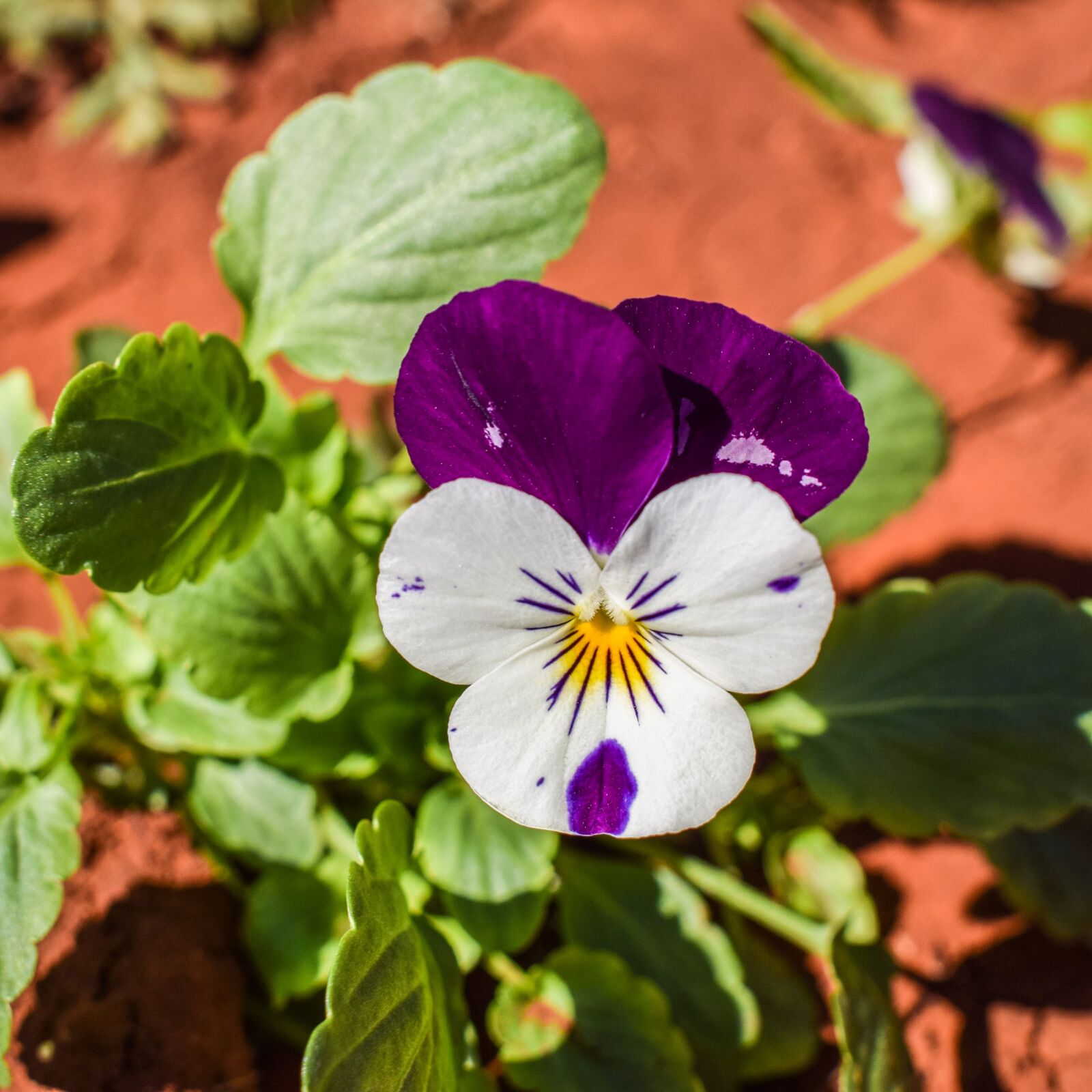 Nikon D3300 sample photo. Pansy, flower, purple photography