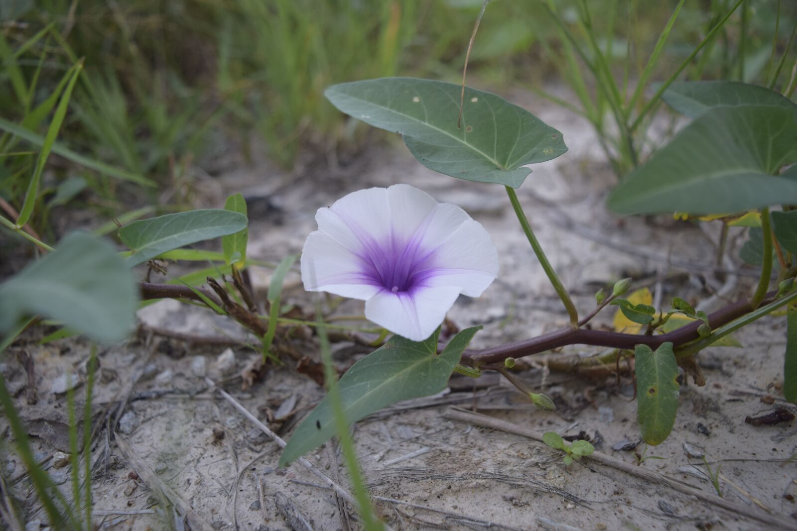 Nikon D3300 sample photo. Flower, tree, nature photography