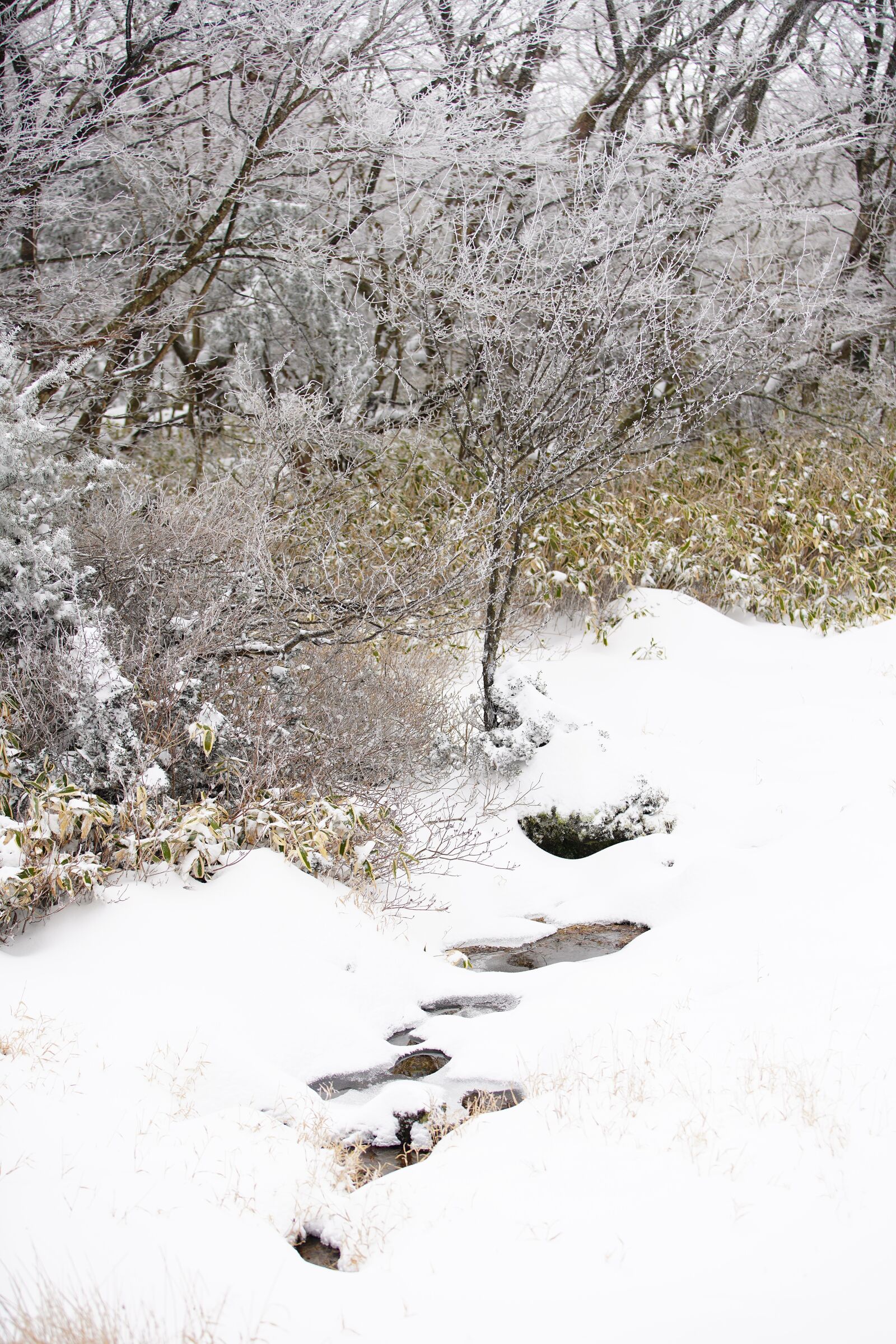 Canon EF 70-200mm F2.8L USM sample photo. Snow, white, winter photography