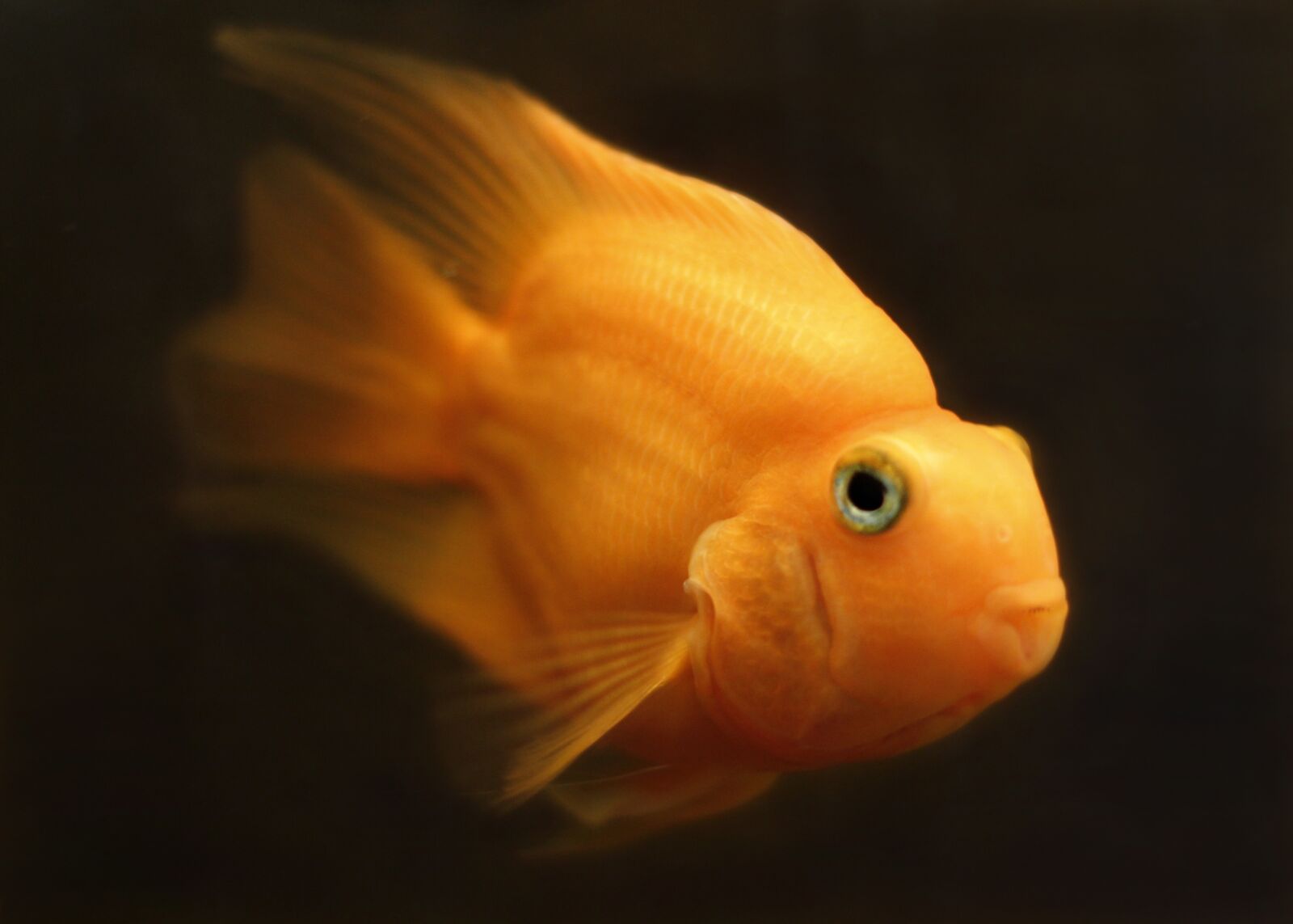 Canon EOS 60D + Canon EF 50mm F1.4 USM sample photo. Fish, goldfish, water photography