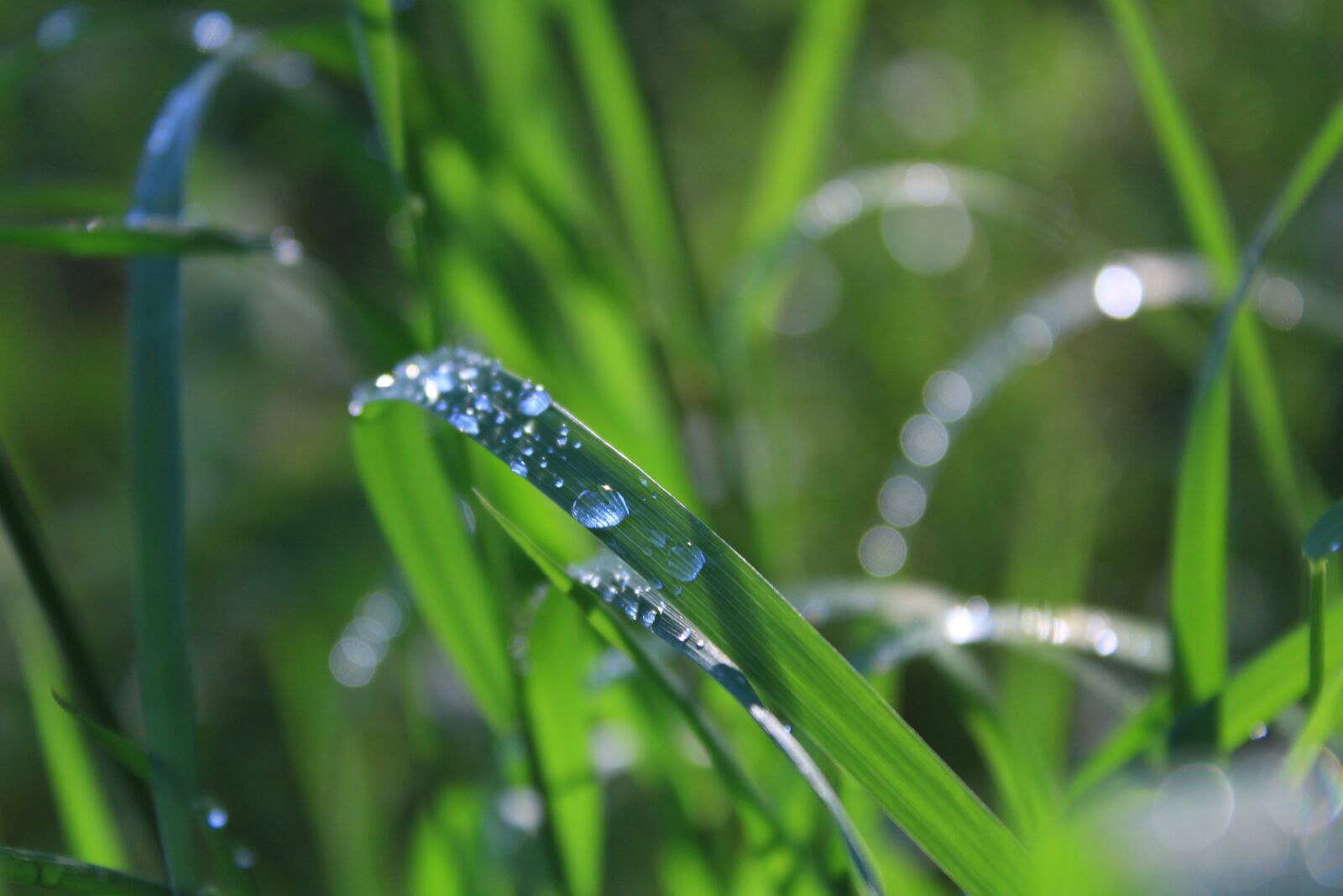 Canon EOS 1300D (EOS Rebel T6 / EOS Kiss X80) sample photo. Dewdrops, grass, spring photography