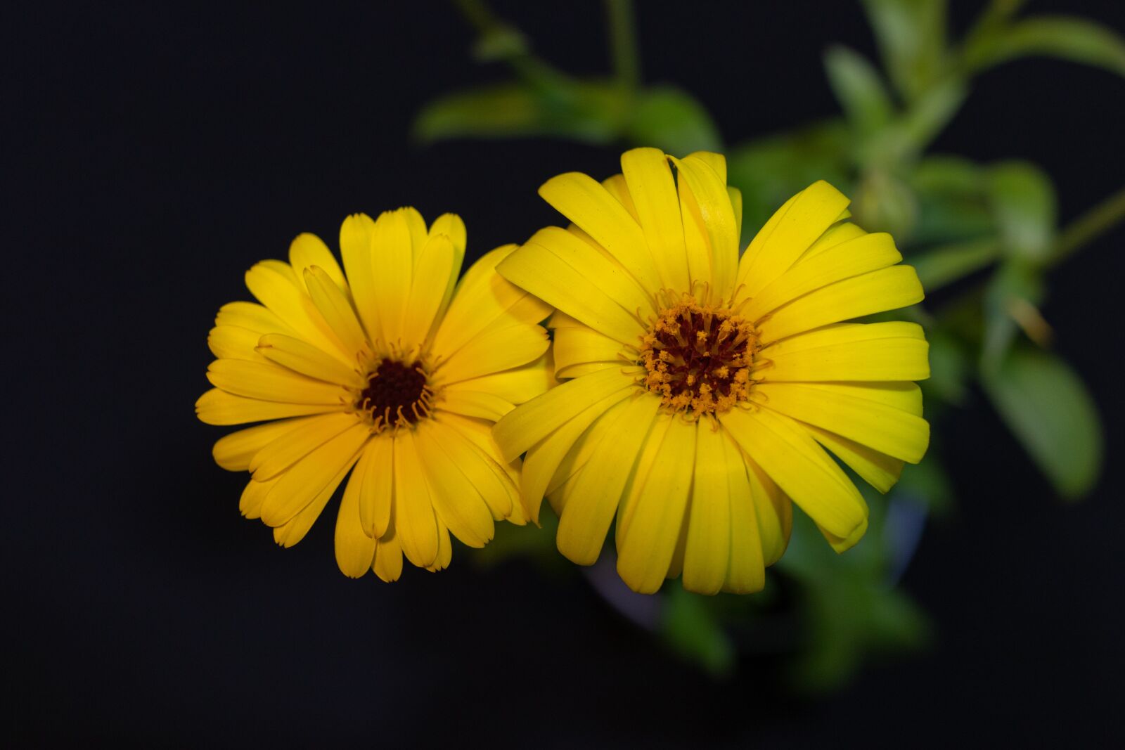 Canon EF-S 24mm F2.8 STM sample photo. Calendula, yellow, flower photography