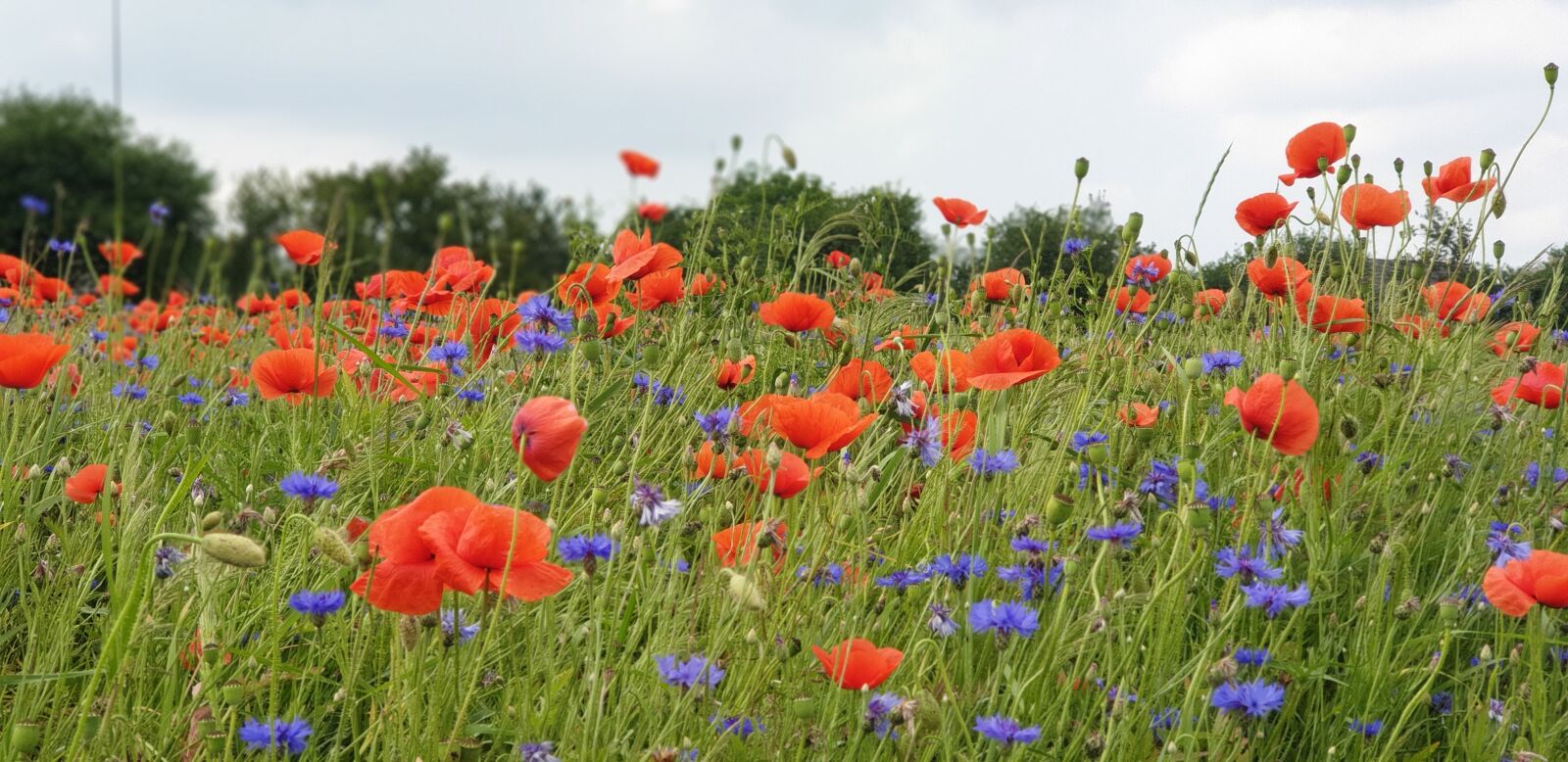 Samsung Galaxy S9+ sample photo. Flowers, poppies, field photography