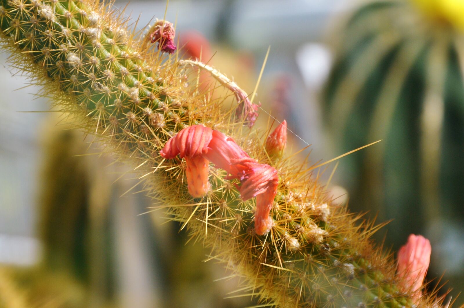 Nikon D3200 sample photo. Cactus, spur, blossom photography