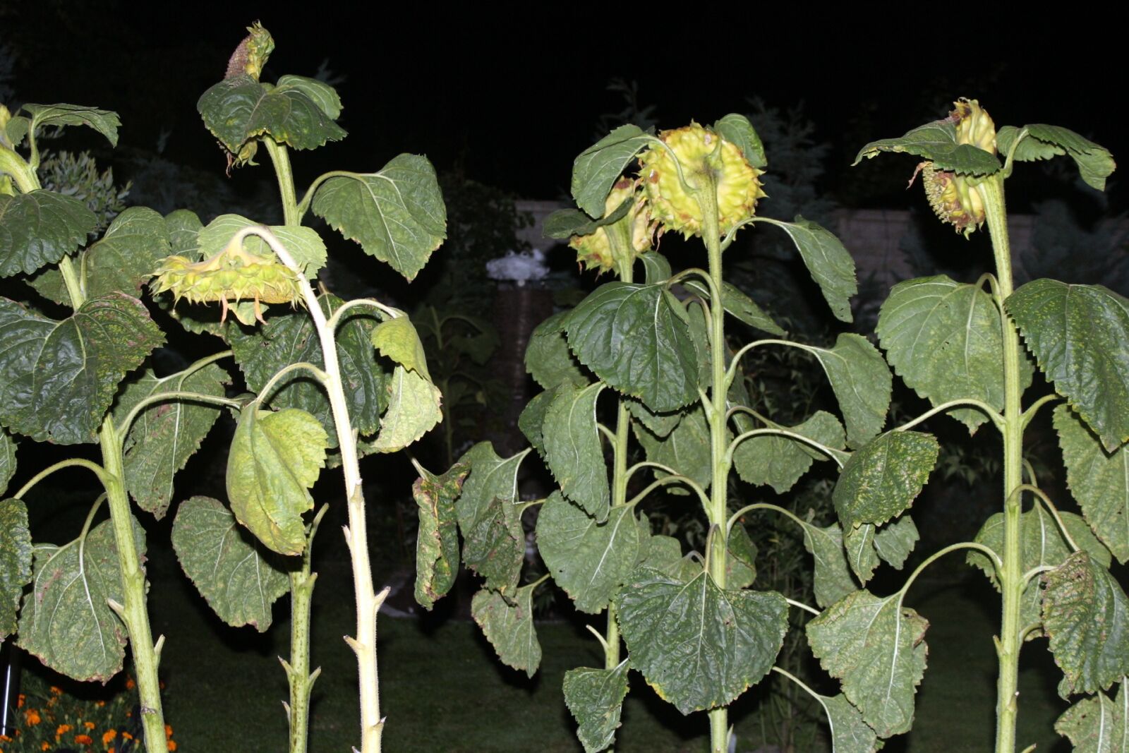 Canon EOS 1200D (EOS Rebel T5 / EOS Kiss X70 / EOS Hi) sample photo. Sunflowers, nature, blooming sunflowers photography