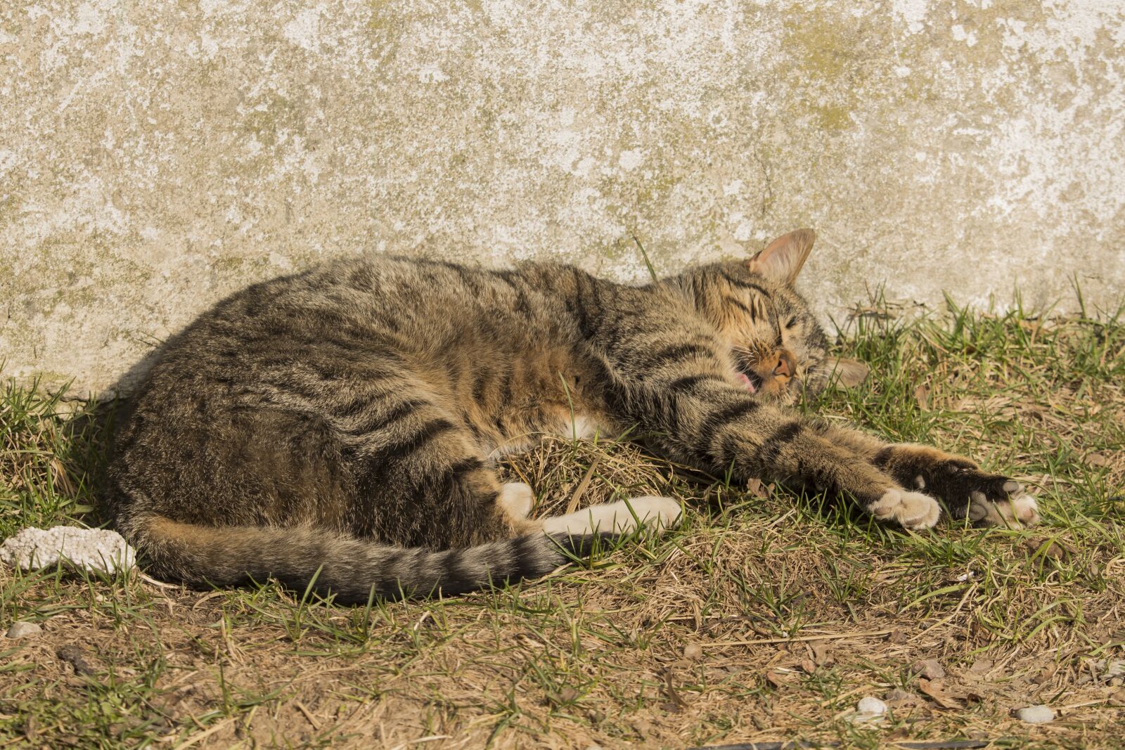 Canon EF-S 55-250mm F4-5.6 IS STM sample photo. Cat, animal, kitten photography