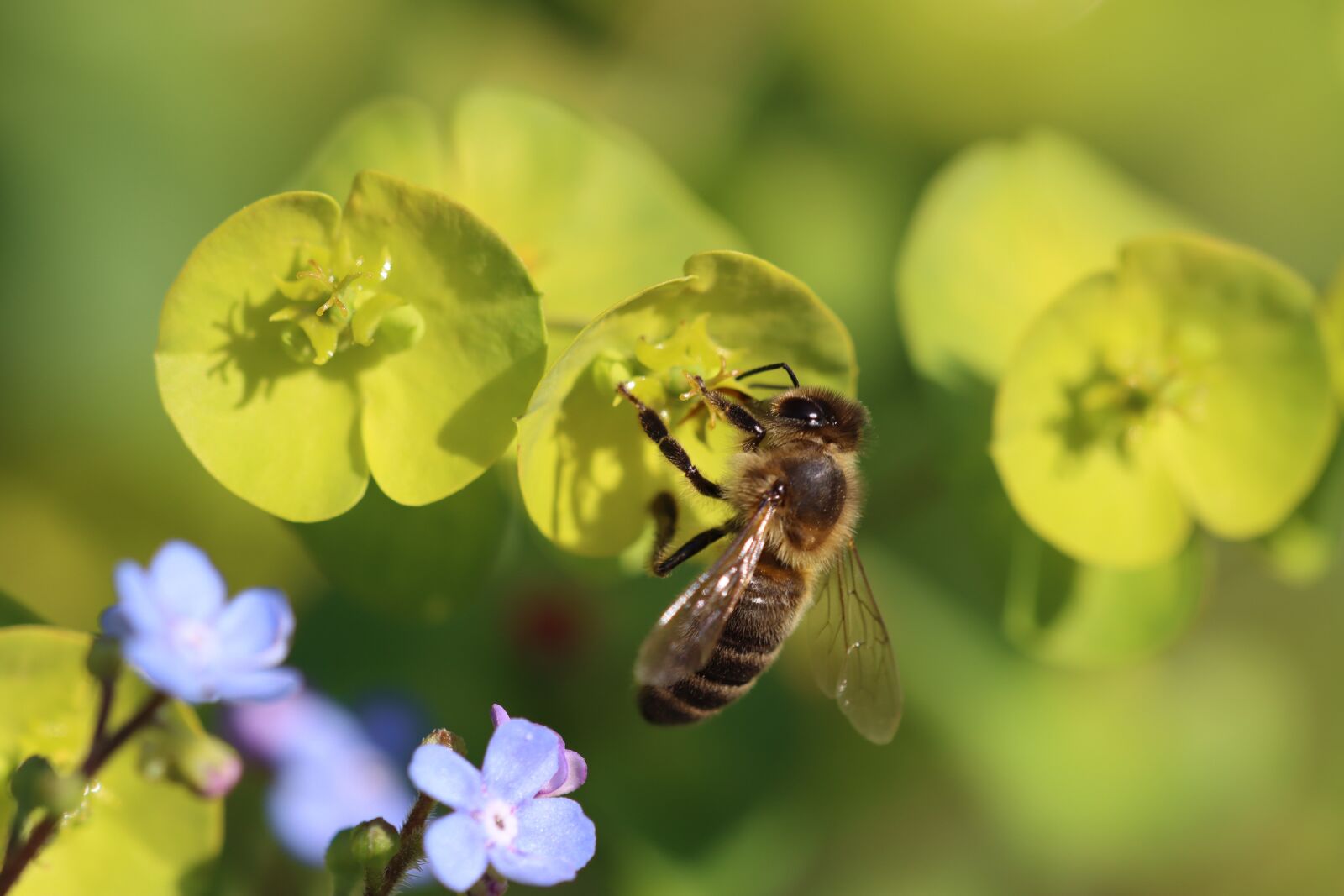 Canon EOS 90D sample photo. Spurge, bee, insect photography