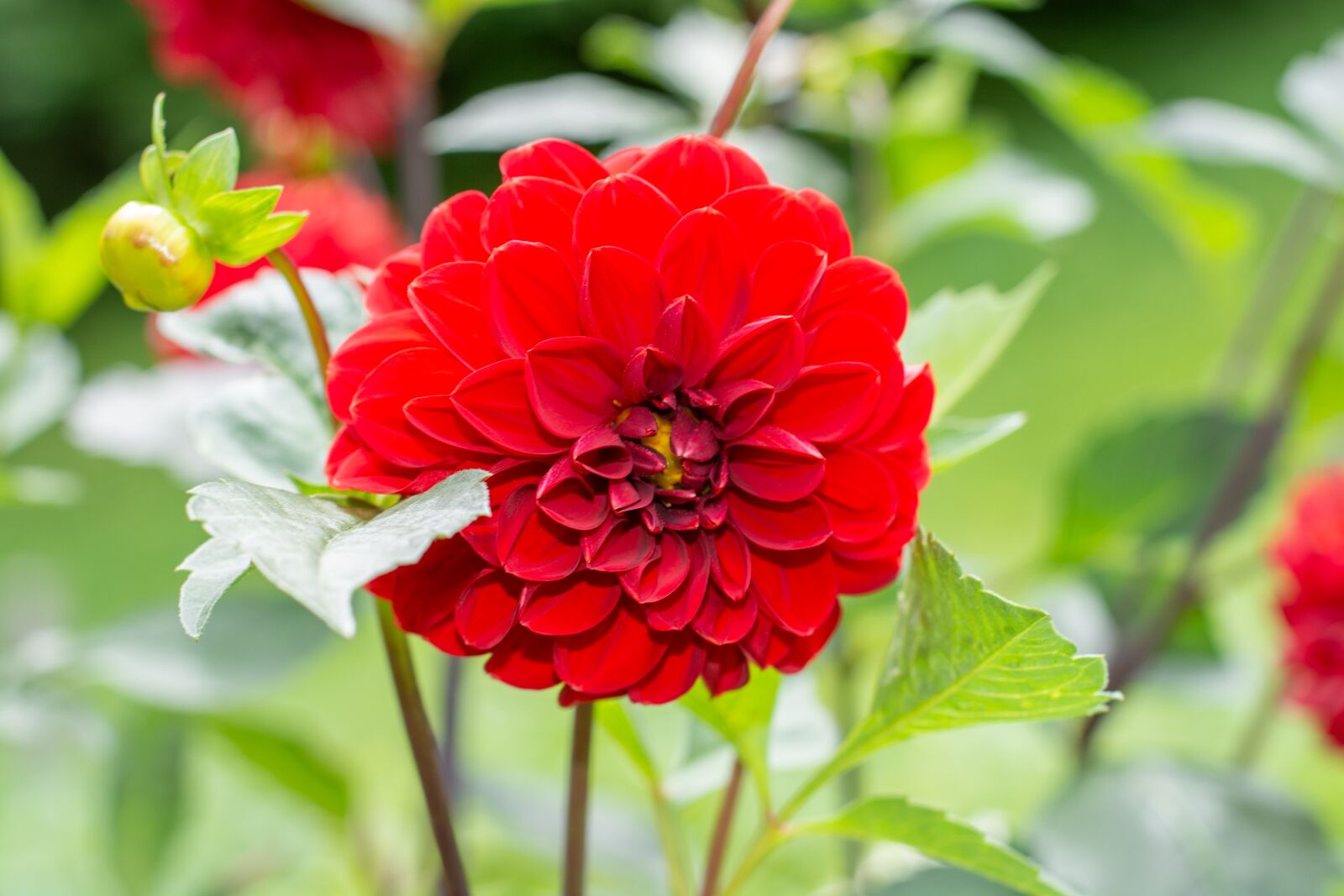 Nikon D7100 sample photo. Flower, blossom, bloom photography