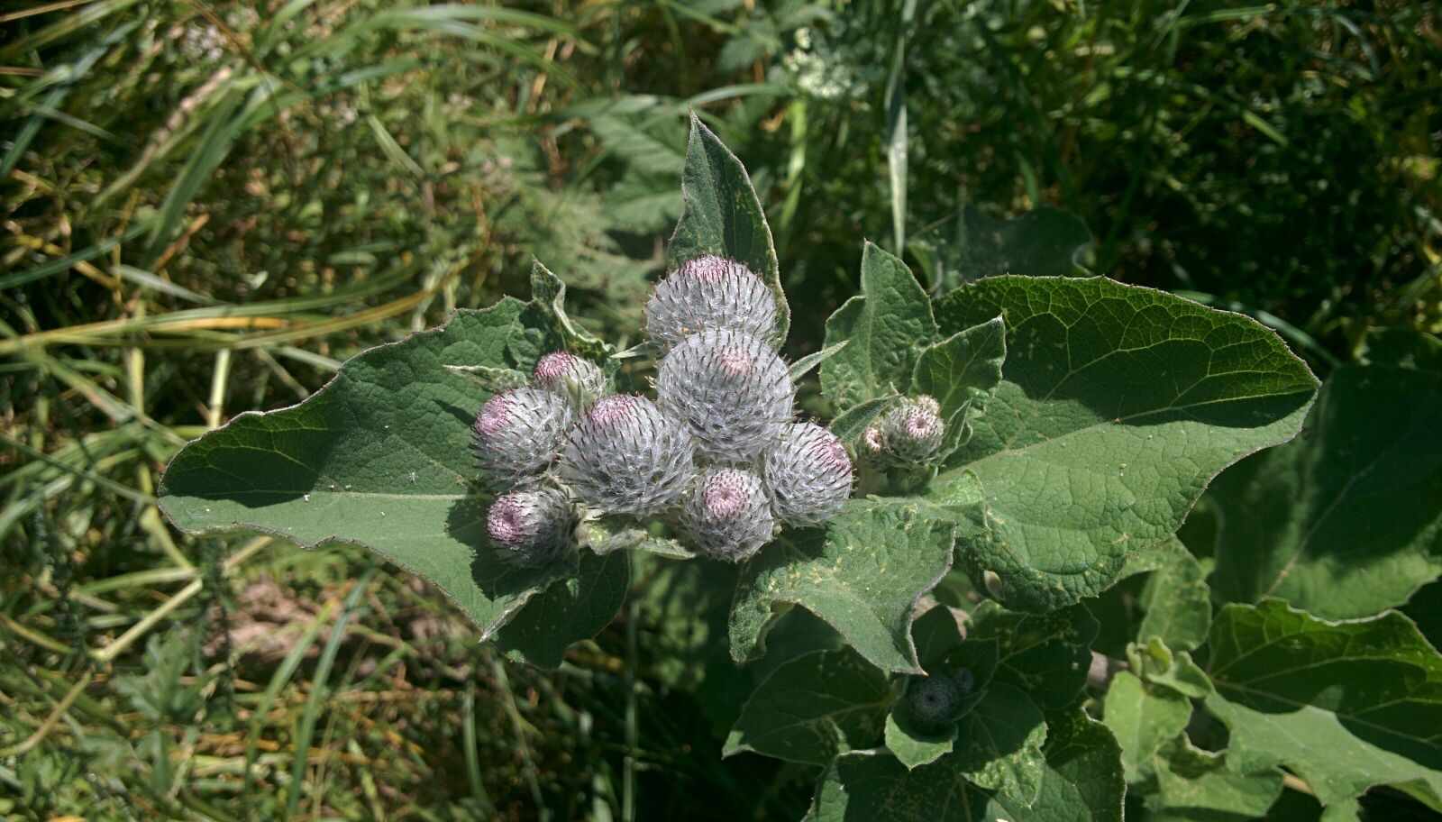 LG Nexus 5 sample photo. Nature, plant, green photography