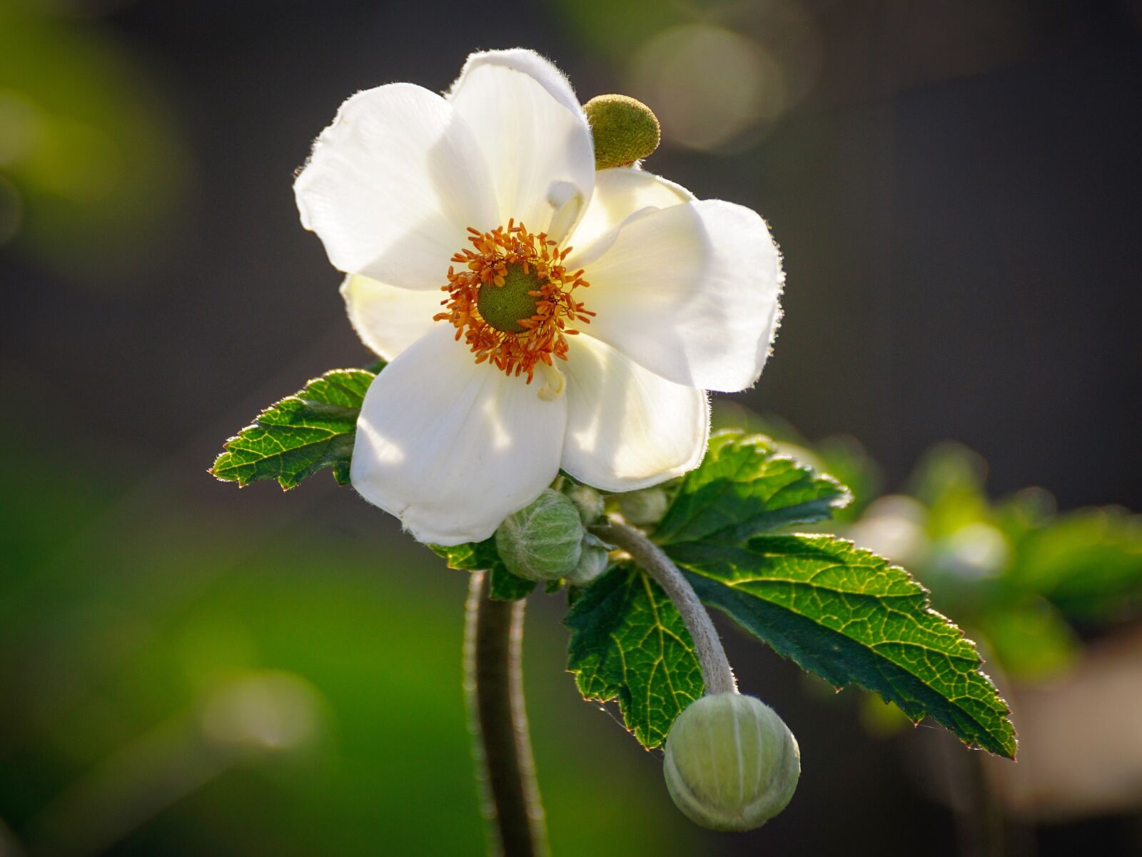 Sony DT 55-300mm F4.5-5.6 SAM sample photo. Fall anemone, anemone, garden photography