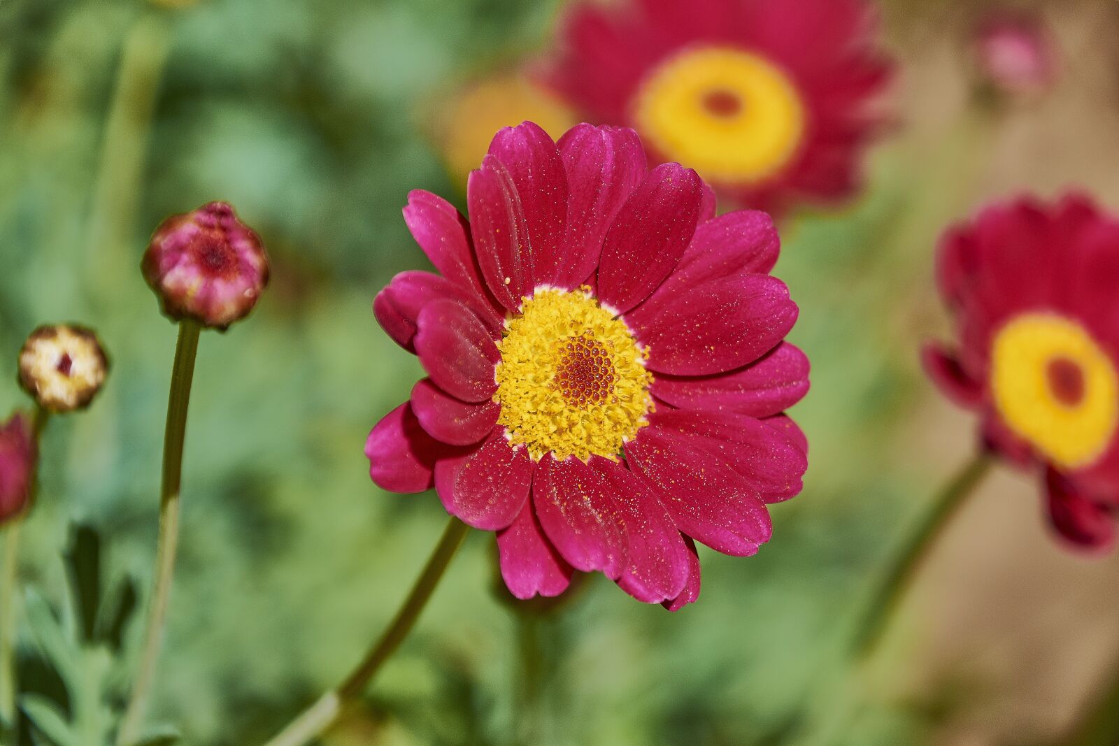 Nikon D7200 sample photo. Flower, garden, flowers photography