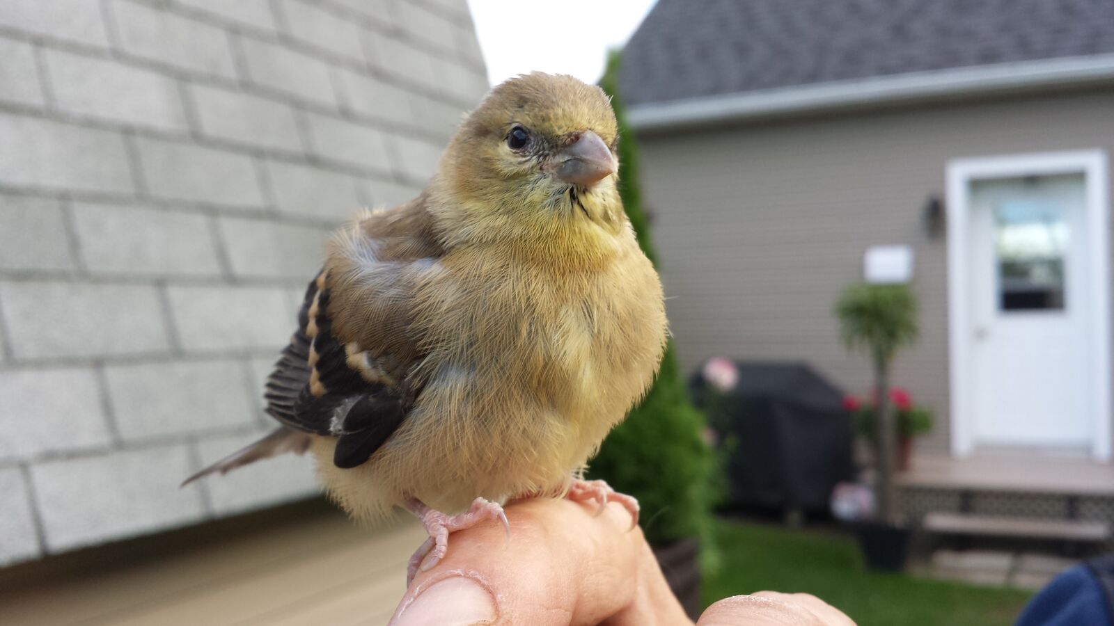Samsung Galaxy S4 sample photo. Nature, bird, chick photography