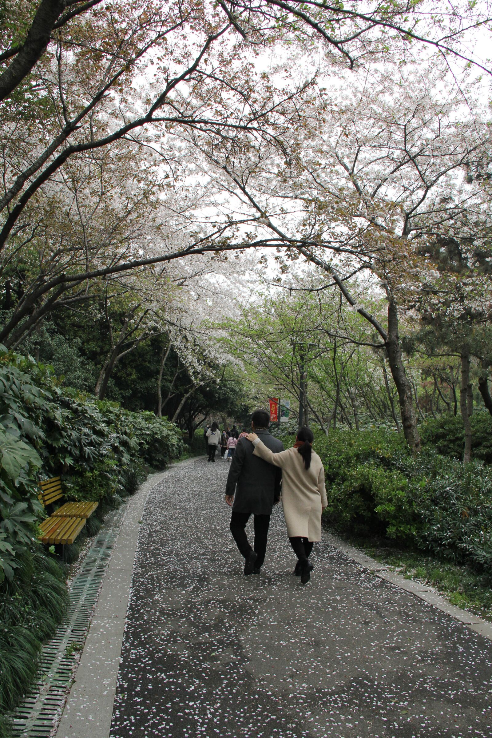 Canon EOS 60D sample photo. 樱花, 情侣, 公园 photography