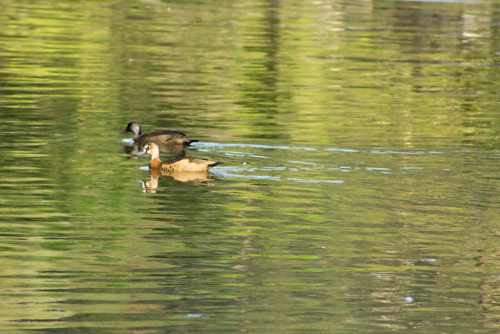 Canon EF 75-300mm f/4-5.6 sample photo